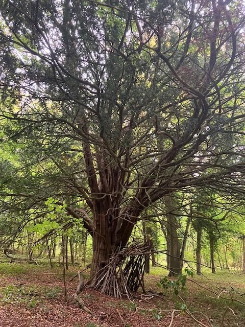 Tree on Ranmore